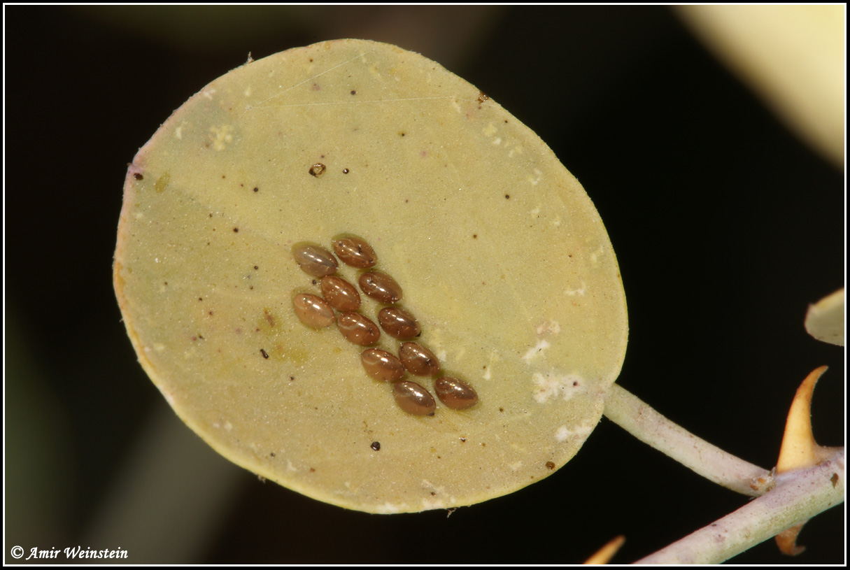 Heteroptera  d''Israele